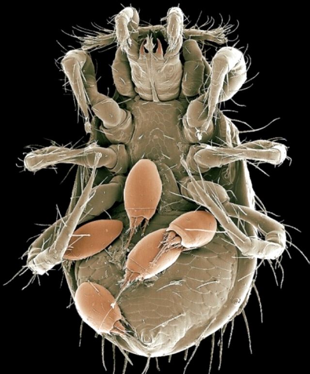 Личинки закрепившиеся на клеще Athiasiella