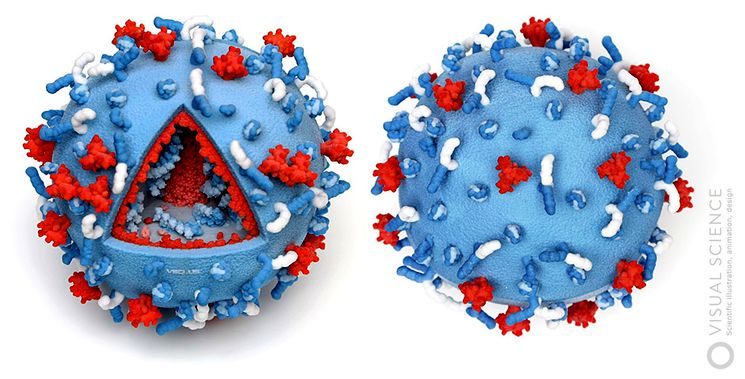 3D модель вируса ВИЧ/СПИД