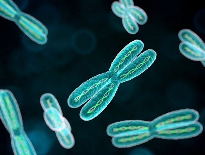 Молекулы ДНК и количество хромосом