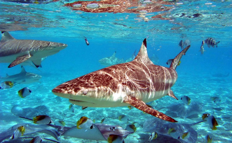 акулы острова Монурики