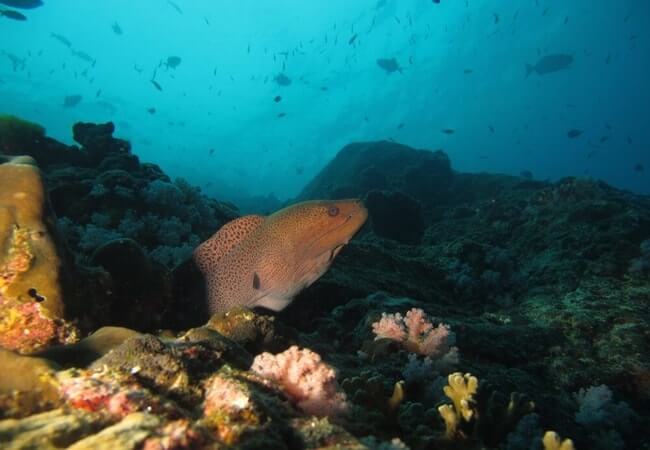 Дайвинг и подводная охота. Что для этого нужно? Дайвинг и подводная охота. Что для этого нужно?