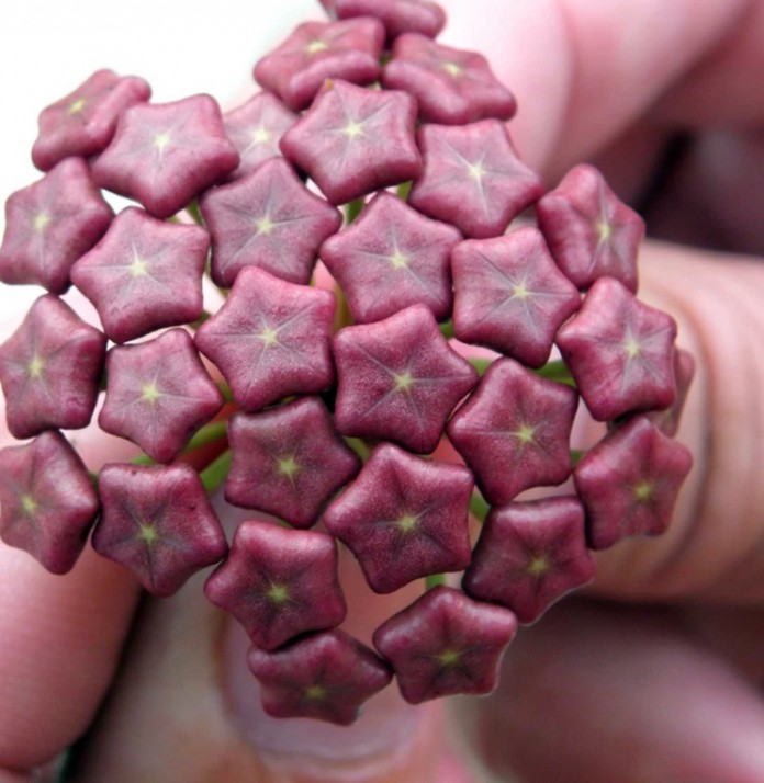 Самые необычные цветы в мире ТОП 30 - Science Debate