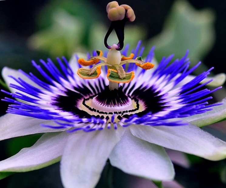 Самые необычные цветы в мире ТОП 30 - Science Debate