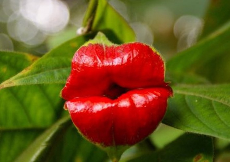 психотрия возвышенная (psychotria elata)