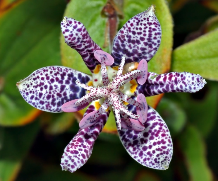 http://www.sciencedebate2008.com/wp-content/uploads/neobychnyye-tsvety-tricyrtis-hirta.jpg