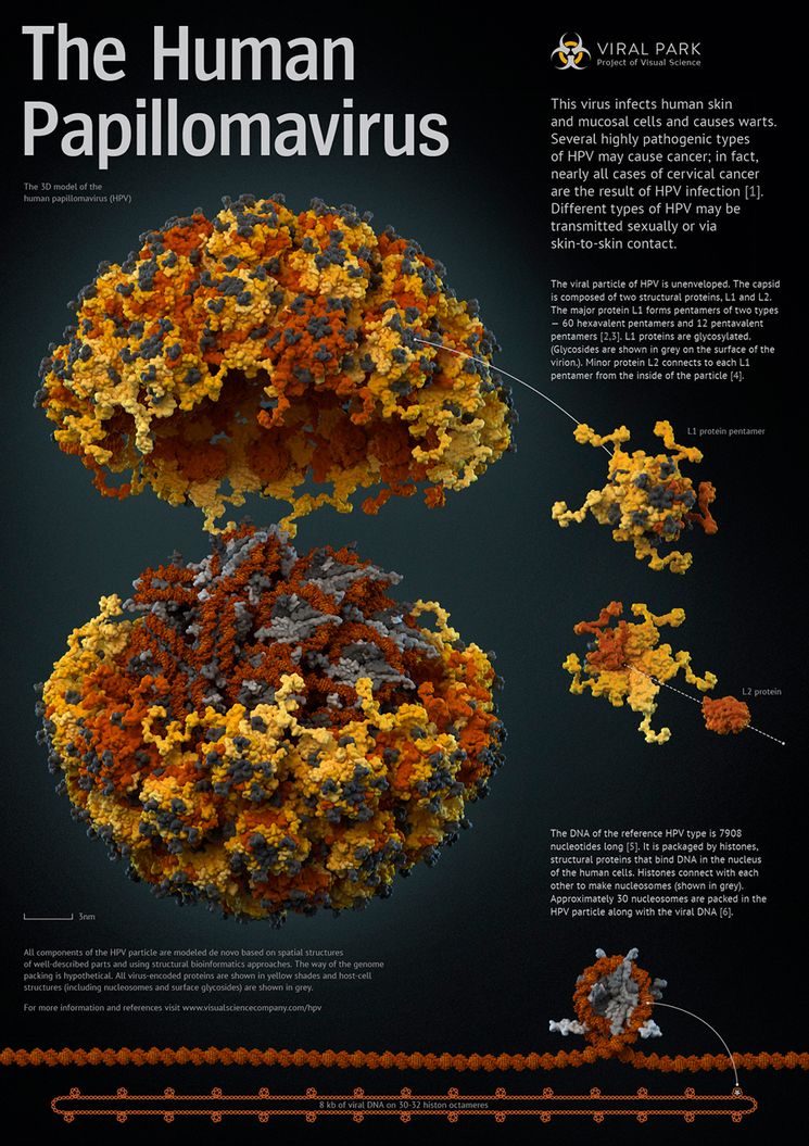 Структура вируса папилломы человека в 3D