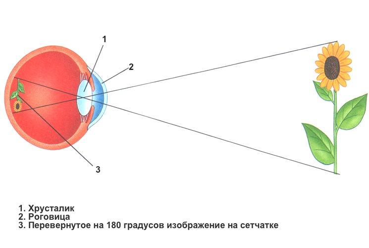 Почему человек видит прямое изображение. Перевернутое изображение на сетчатке глаза. Как получается изображение на сетчатке глаза. Как формируется изображение предметов на сетчатке. Построение изображения предмета на сетчатке глаза.