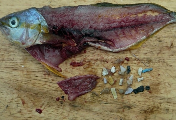 Пластиковые элементы в рыбе