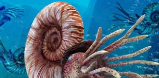 Почему вымерли аммониты головоногие? Почему вымерли аммониты