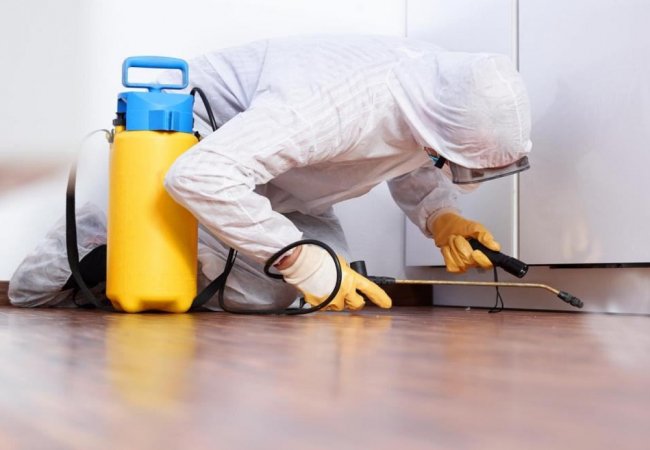 Как рассчитывается цена на уничтожение тараканов Как рассчитывается цена на уничтожение тараканов