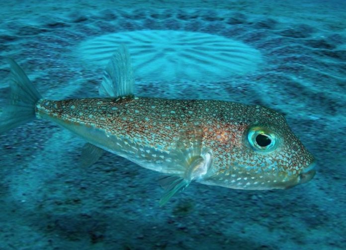 Рыба-архитектор бело-пятнистый иглобрюх