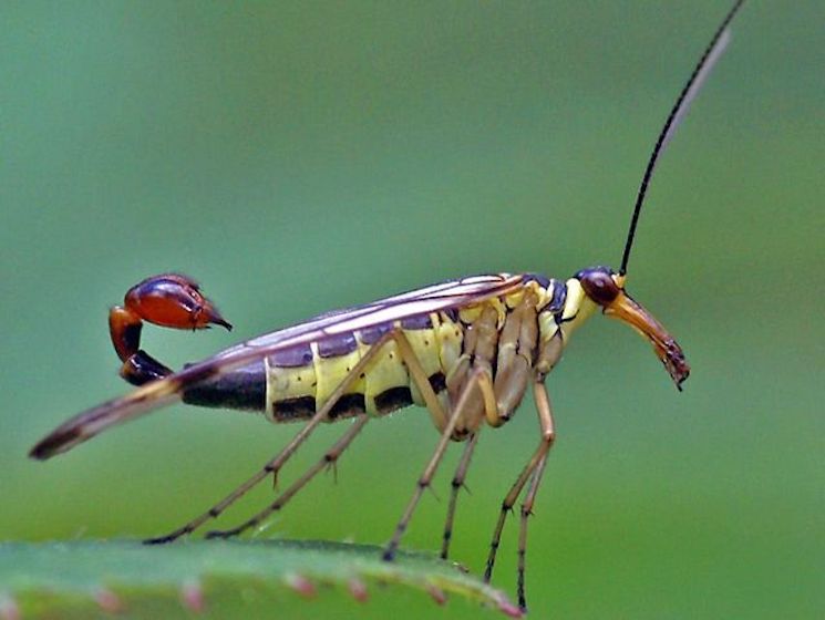 Самец скорпионовой мухи