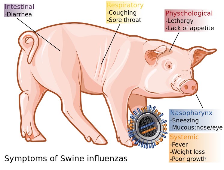 Симптомы свиного гриппа H1N1 у свиней