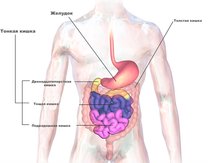 Схема Кишечника Фото