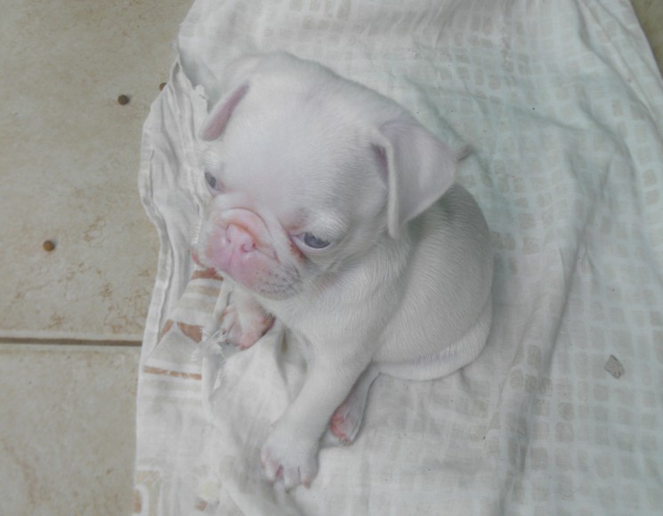 Собака альбинос