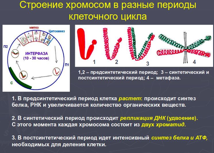 Строение хромосом в периоды клеточного деления