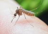Связь укуса комара с запахом человека