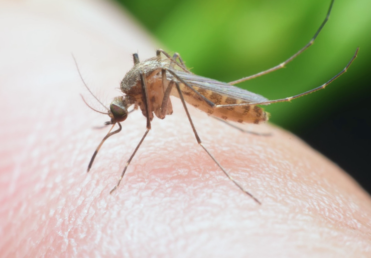 Связь укуса комара с запахом человека