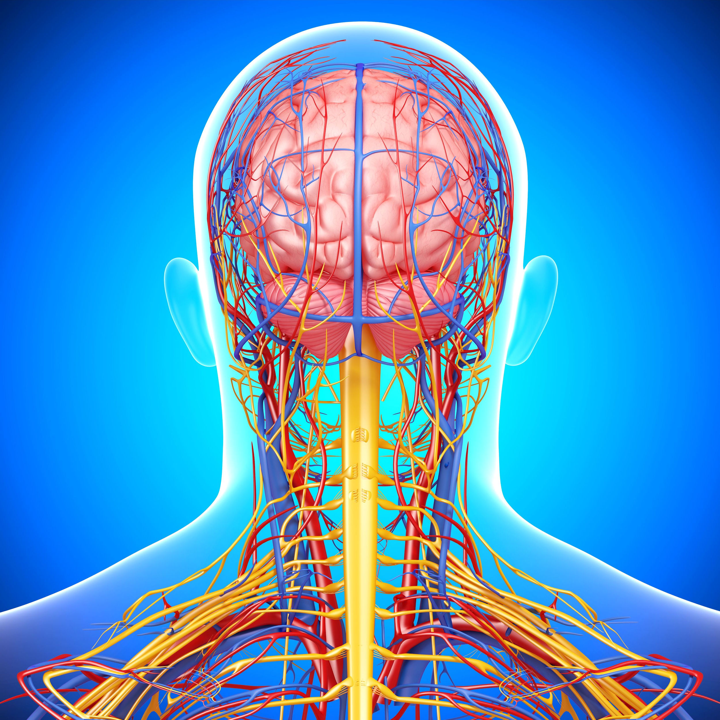 Голова головной мозг шея. Кровеносные сосуды головного мозга анатомия. Сосуды головы и шеи. Сосуды головного мозга и шеи анатомия. Кровеносные сосуды шеи и головы.