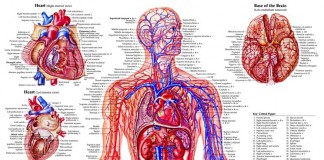 Диагностика кровеносной системы человека