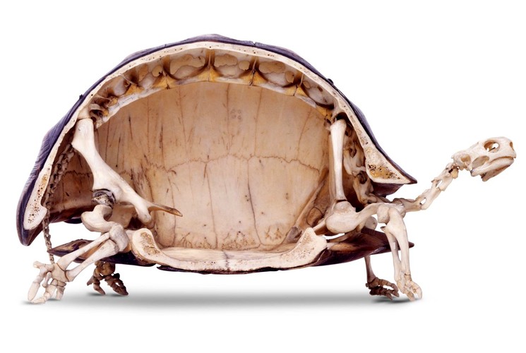 Скелет черепахи в разрезе