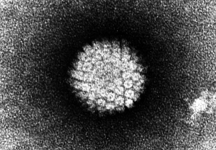 Вирус папилломы человека под электронным микроскопом