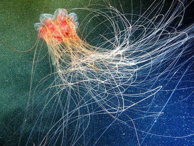 Волосистая цианея - крупная ядовитая медуза