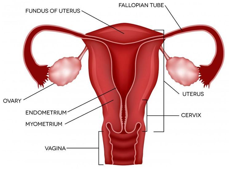 Женская репродуктивная система