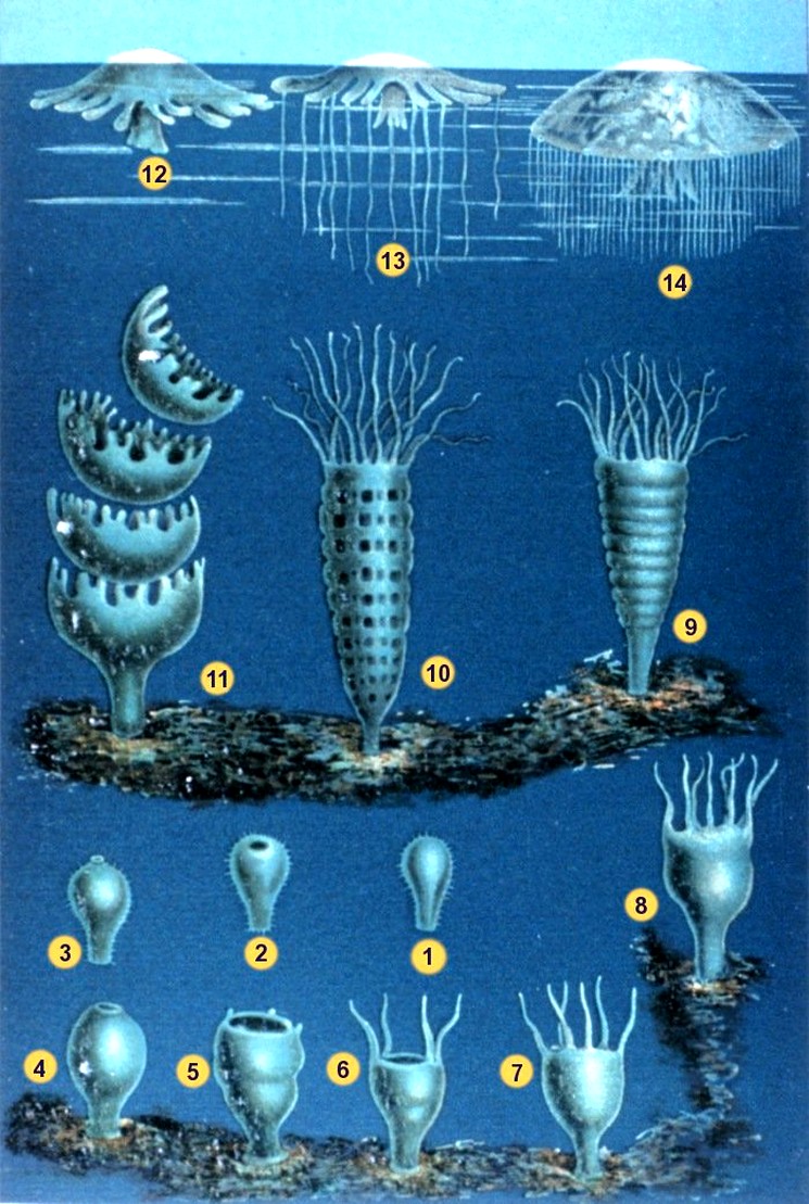 Жизненный цикл медуз
